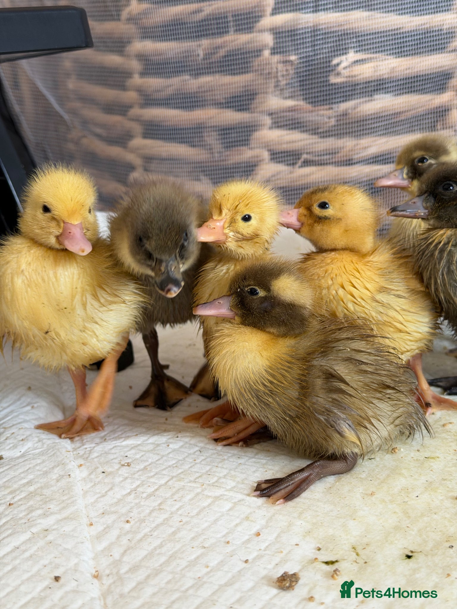 Ducks poultry Day old runner ducklings  - Advert 1