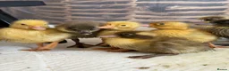 Ducks poultry for sale: Day old runner ducklings  - Advert 1