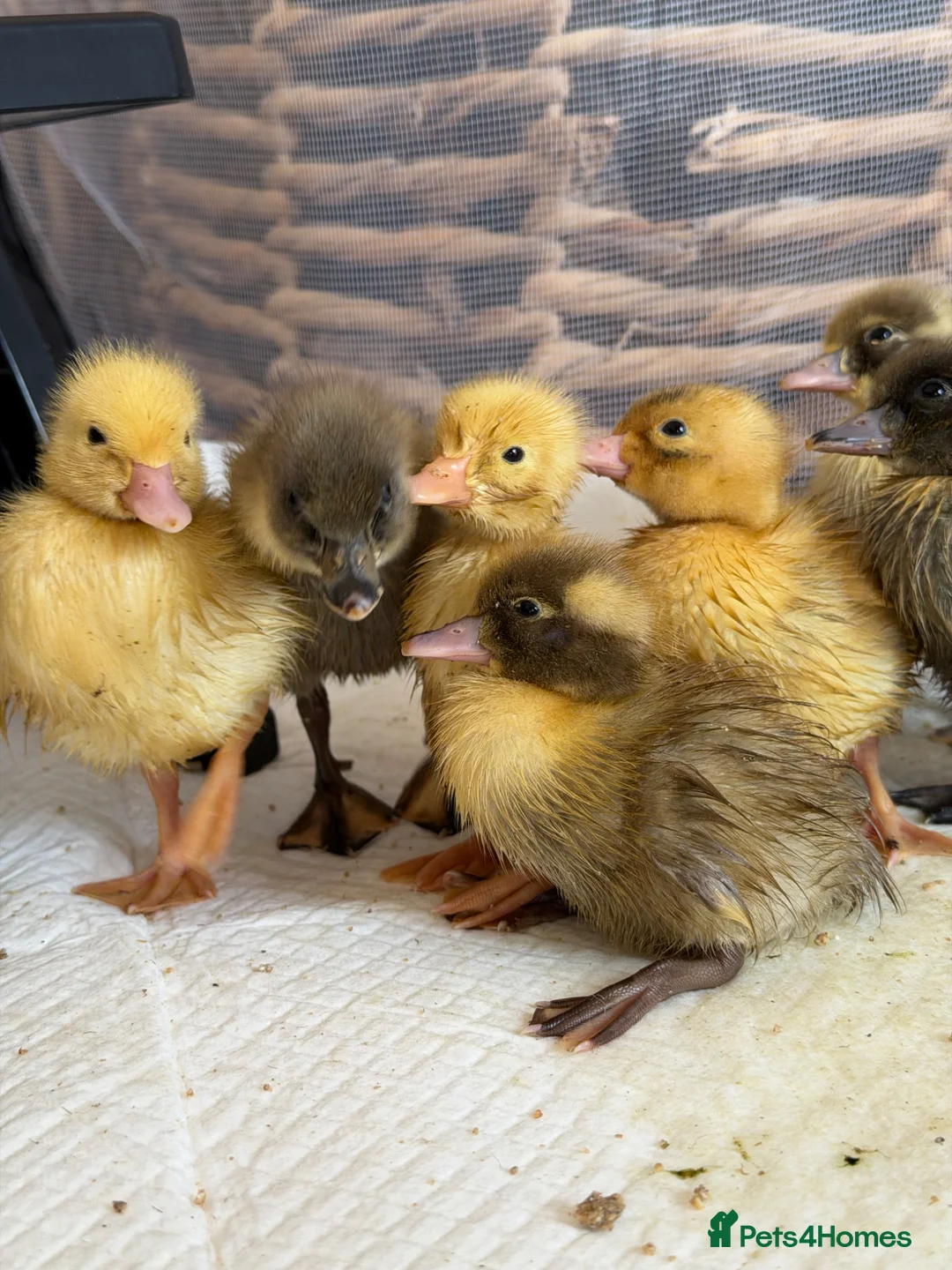 Ducks poultry for sale: Day old runner ducklings  - Advert 1