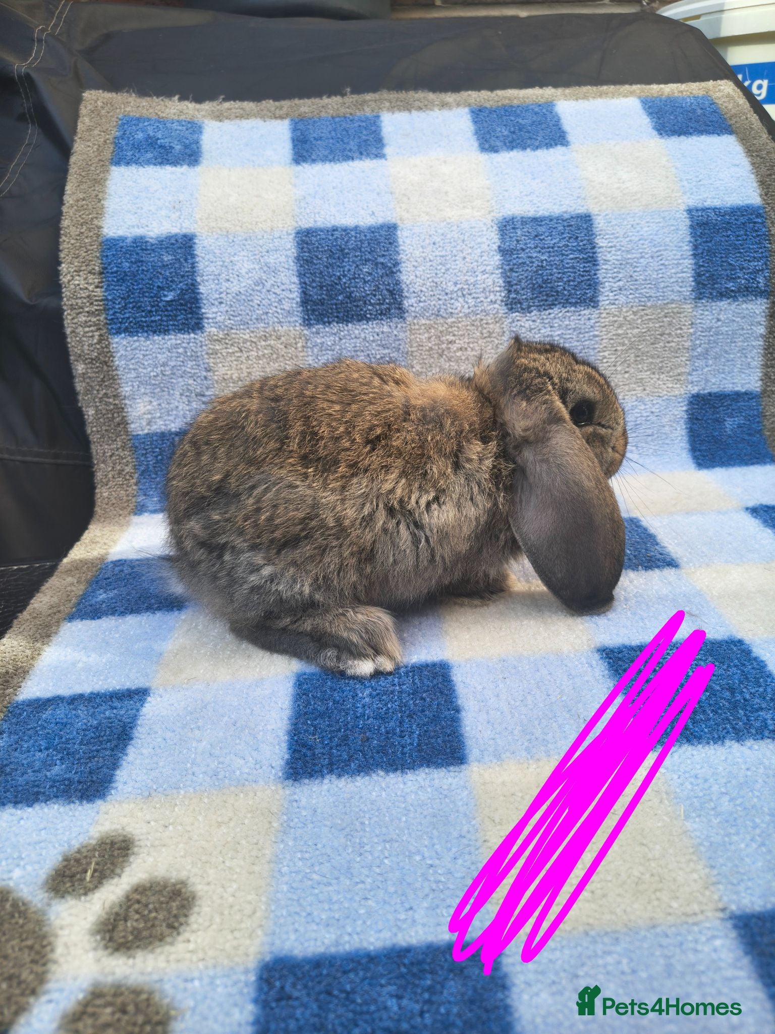 French Lop rabbits French lop babies available to reserve  - Advert 1