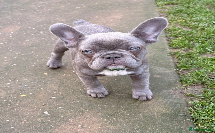 French Bulldog dogs - Advert 3