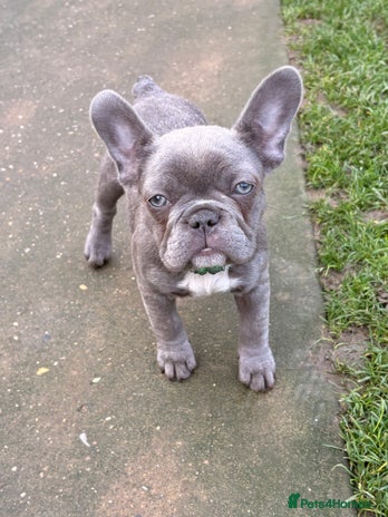 French Bulldog dogs - Advert 3