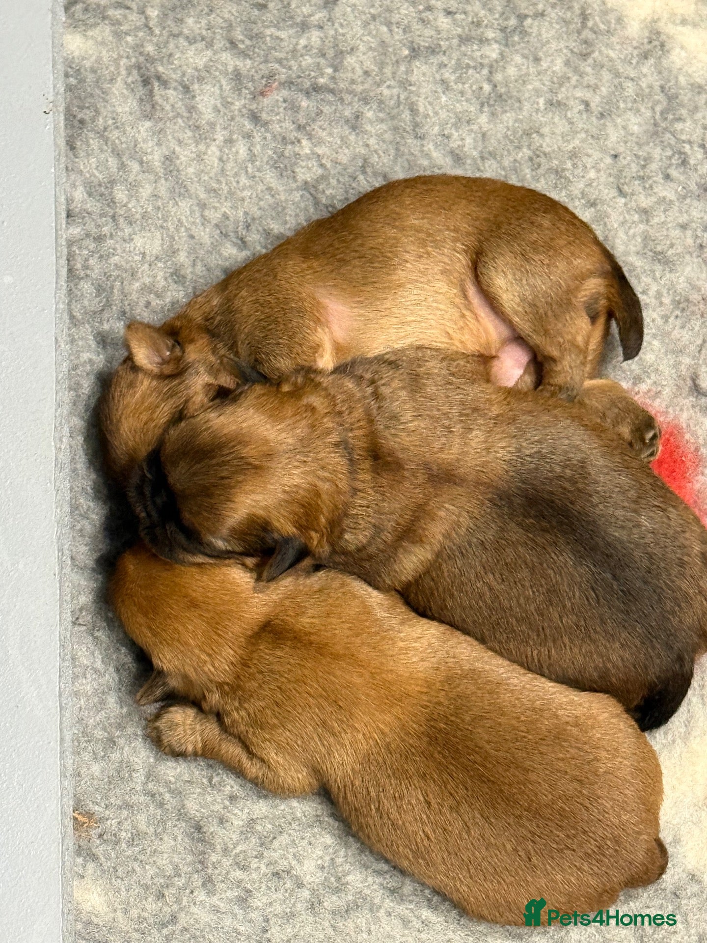 Griffon Bruxellois dogs Griffon Bruxellois Puppies for sale - Advert 2