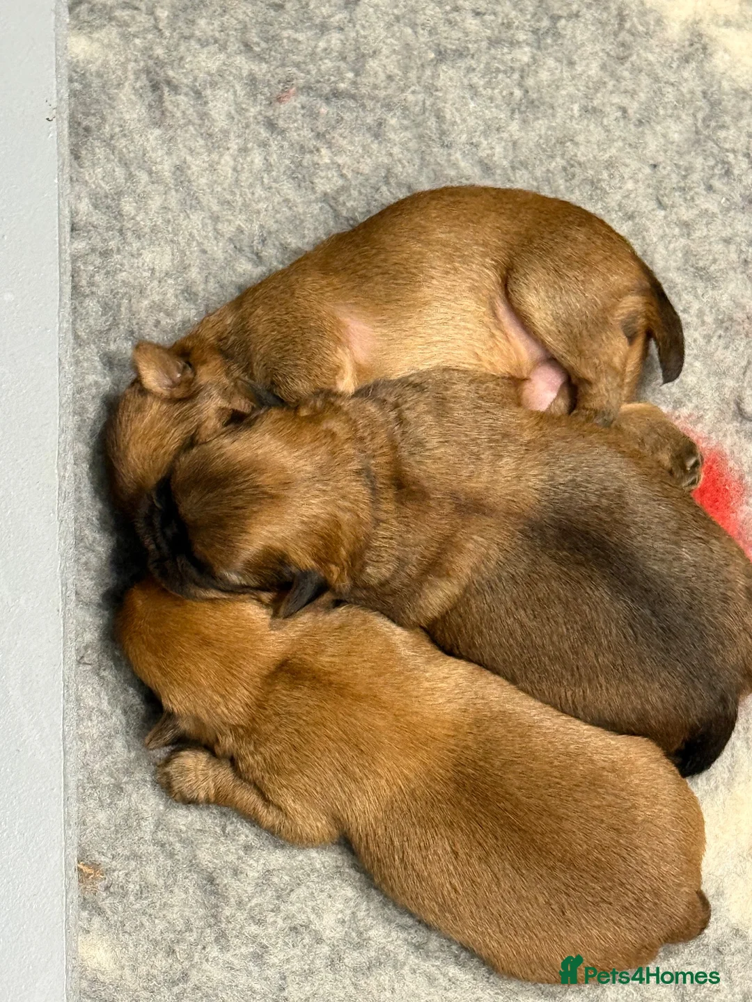 Griffon Bruxellois dogs for sale: Griffon Bruxellois Puppies for sale in Newton Aycliffe - Advert 1