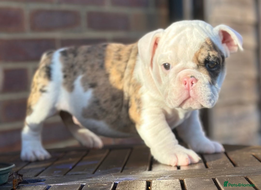 English Bulldog dogs for sale: 🌟Ready Now!🌟 - Advert 16