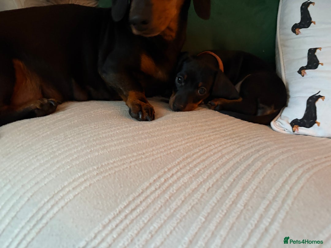 Miniature Dachshund dogs for sale: Miniature dachshund puppies 🐾 - Advert 8