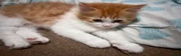 Mixed Breed cats for sale: Adorable White & Ginger Male Kitten for Sale in Nottingham - Advert 17