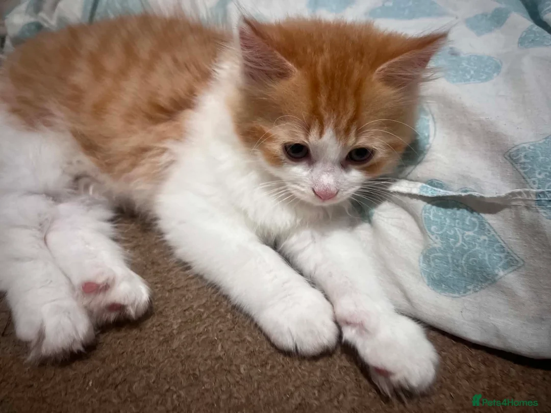 Mixed Breed cats for sale: Adorable White & Ginger Male Kitten for Sale in Nottingham - Advert 17