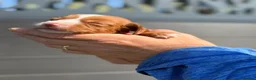 Cocker Spaniel dogs for sale: Gorgeous Cocker Spaniel puppies.  - Advert 17