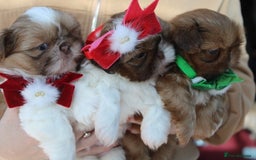Shih Tzu dogs for sale: Only 1 Doll face shih tzu parti colour puppy’s  - Advert 4