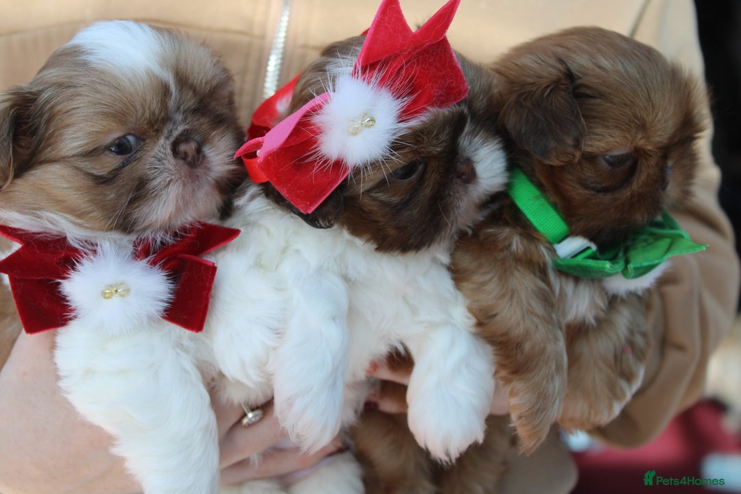 Shih Tzu dogs for sale: Only 1 Doll face shih tzu parti colour puppy’s  - Advert 4