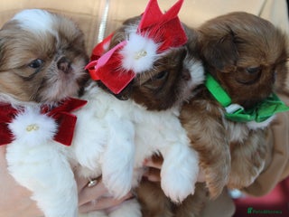 Shih Tzu dogs - Advert 1