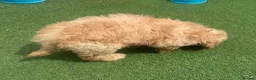 Cavapoo dogs for sale: reduced One Male ready to leave now   - Advert 5