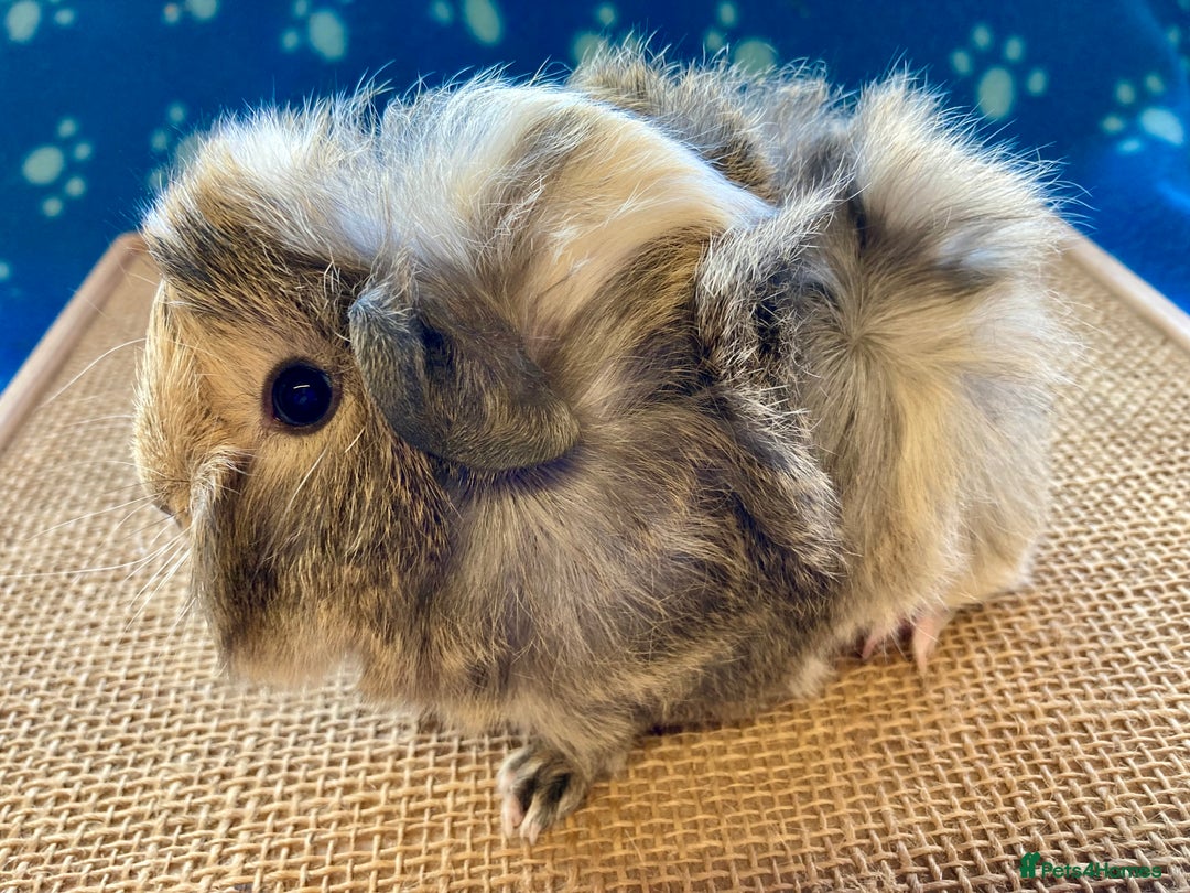 Guinea Pig rodents for sale: Gorgeous baby boy Guinea pigs  - Image 5