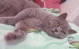 British Shorthair cats for stud: GCCF Active BLUE BOY for stud 💙 in Bexleyheath - Image 22