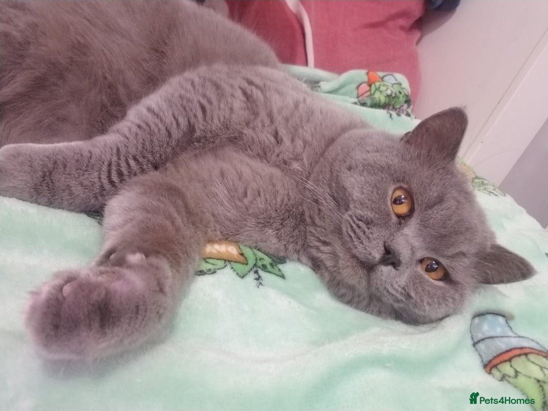 British Shorthair cats for stud: GCCF Active BLUE BOY for stud 💙 in Bexleyheath - Image 22