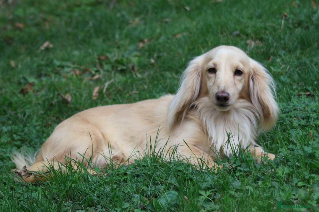 Miniature Dachshund dogs for stud: Long Haired Cream, no dilute, Pra Clear, Kc Regg - Image 20
