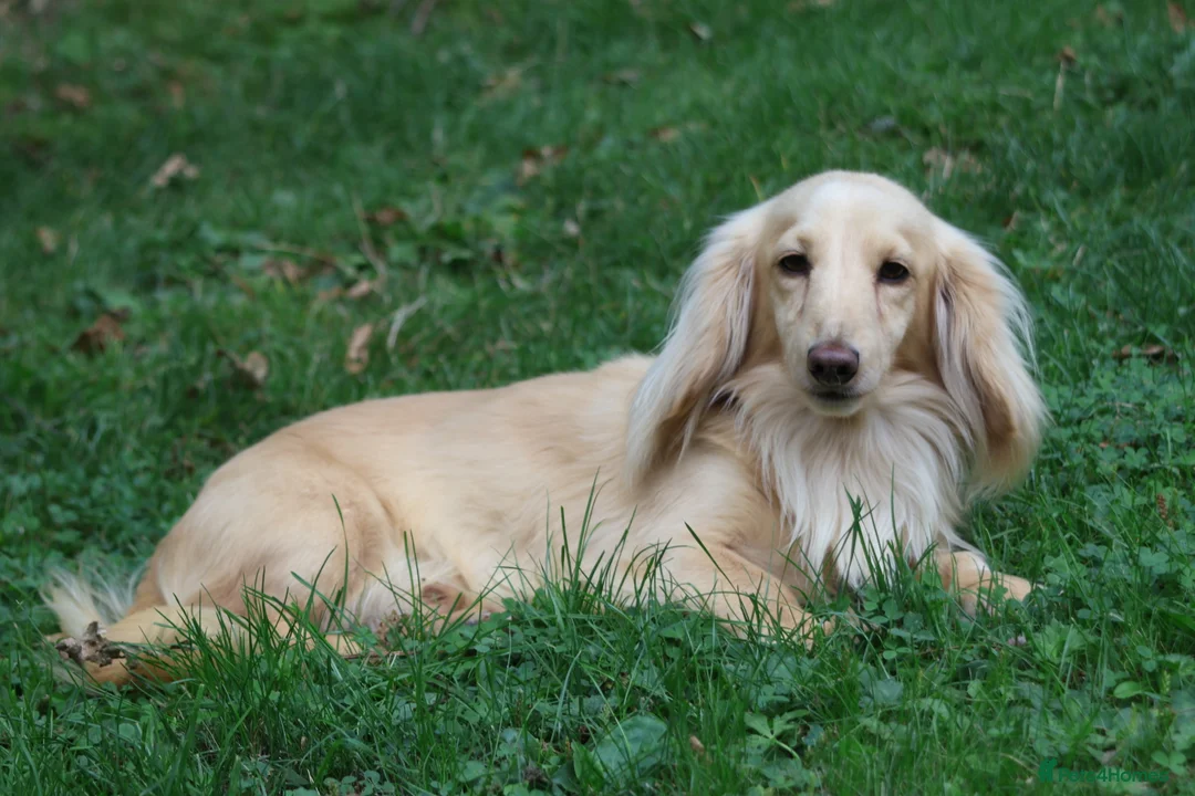 Miniature Dachshund dogs for stud: Long Haired Cream, no dilute, Pra Clear, Kc Regg - Advert 20