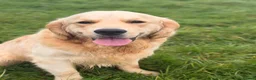 Golden Retriever dogs for stud: Exceptional Proven Stud - Advert 8