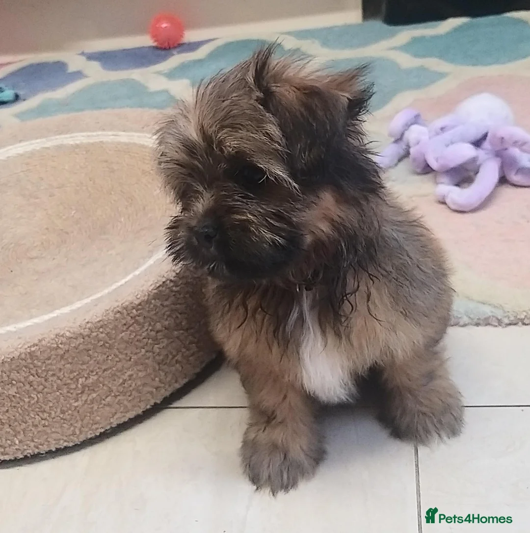 Shih Tzu dogs for sale: Pretty  girl  Shih Tzu in Boston - Advert 1