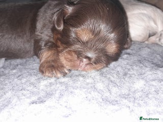 Shih Tzu dogs - Advert 13