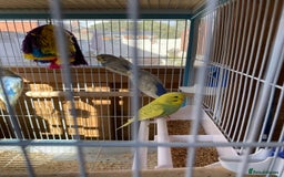 Budgerigars birds for sale: Budgies - Image 3