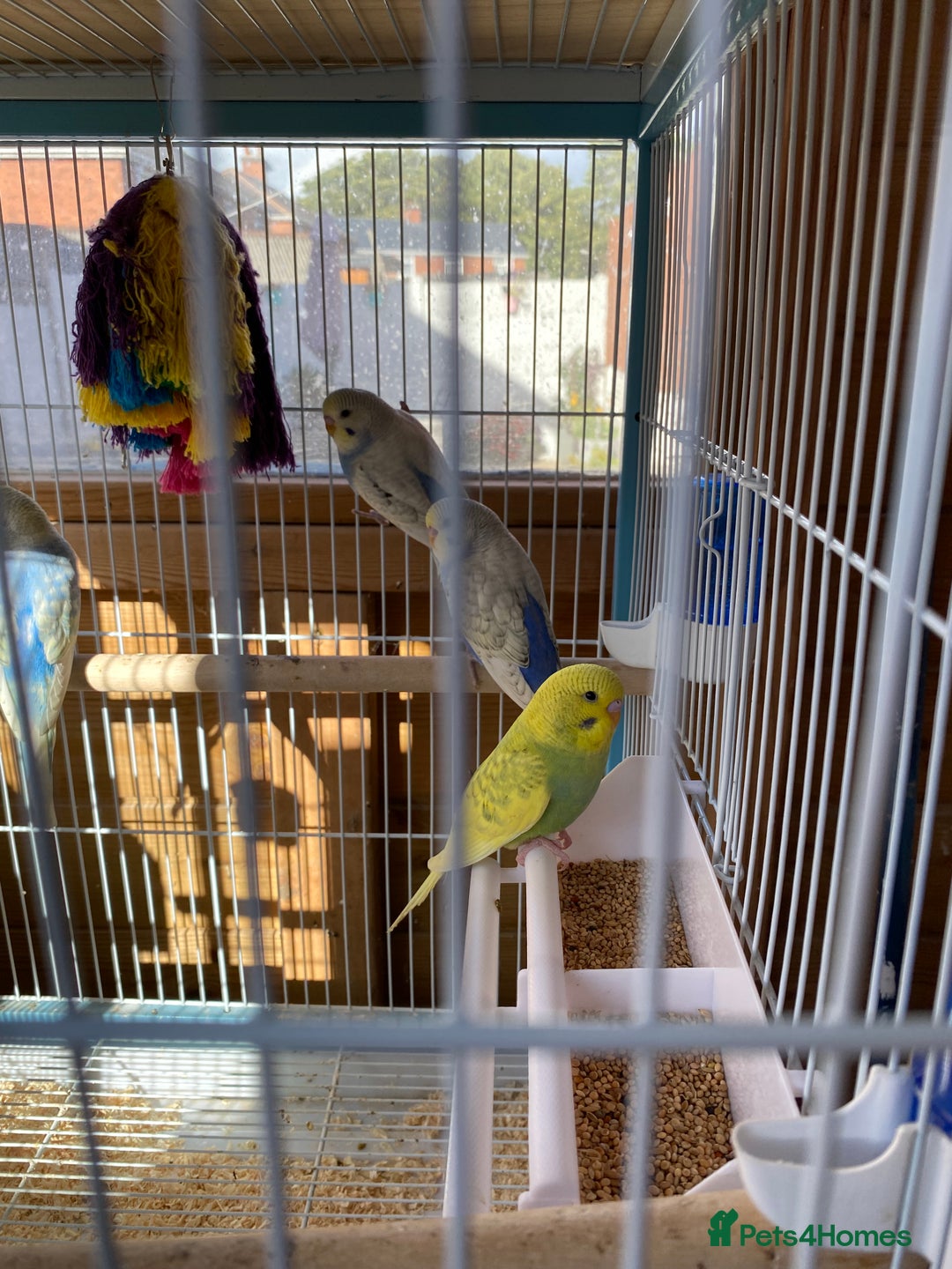 Budgerigars birds for sale: Budgies - Image 3