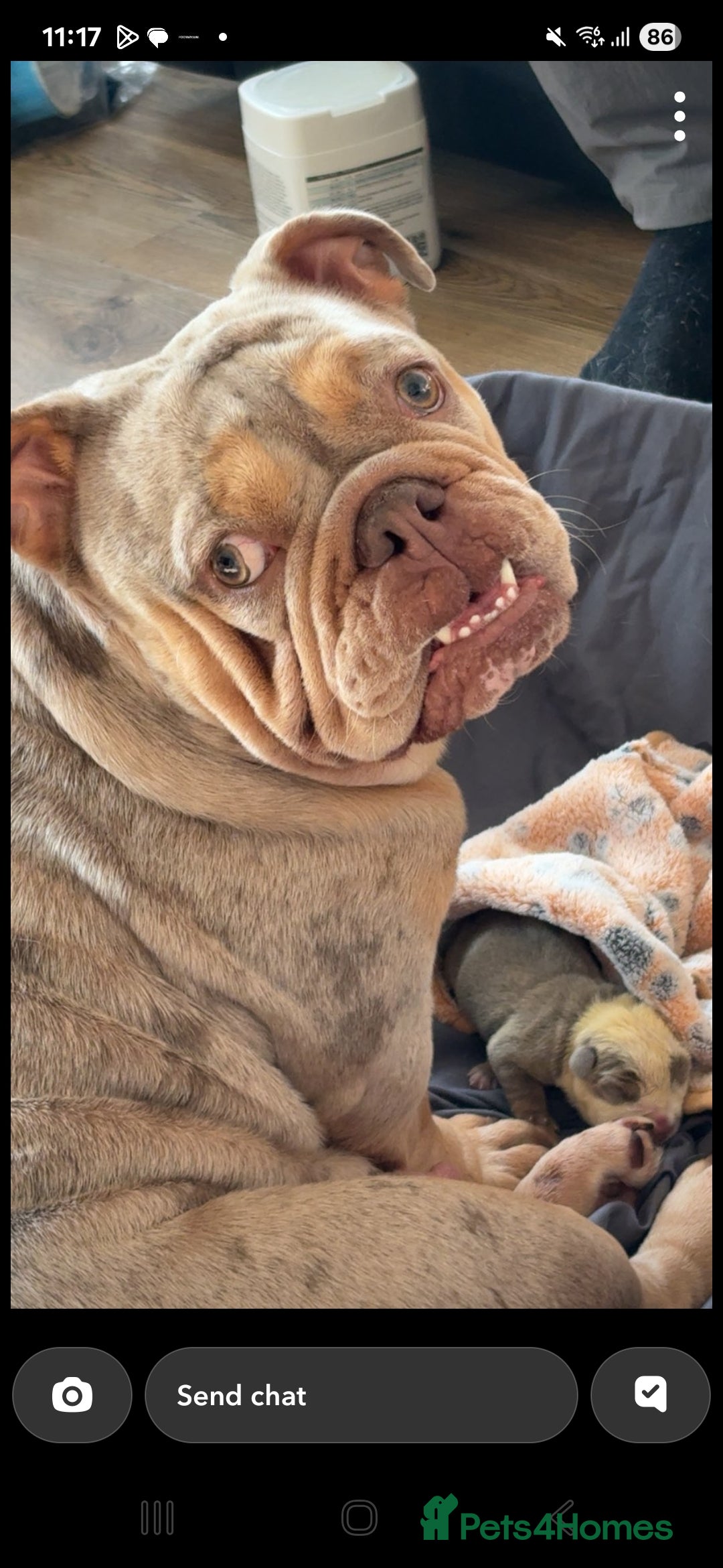 English Bulldog dogs for sale: English bulldog merle  - Advert 2