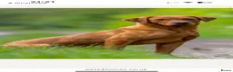Labrador Retriever dogs for sale: Fox red Labrador  - Advert 26