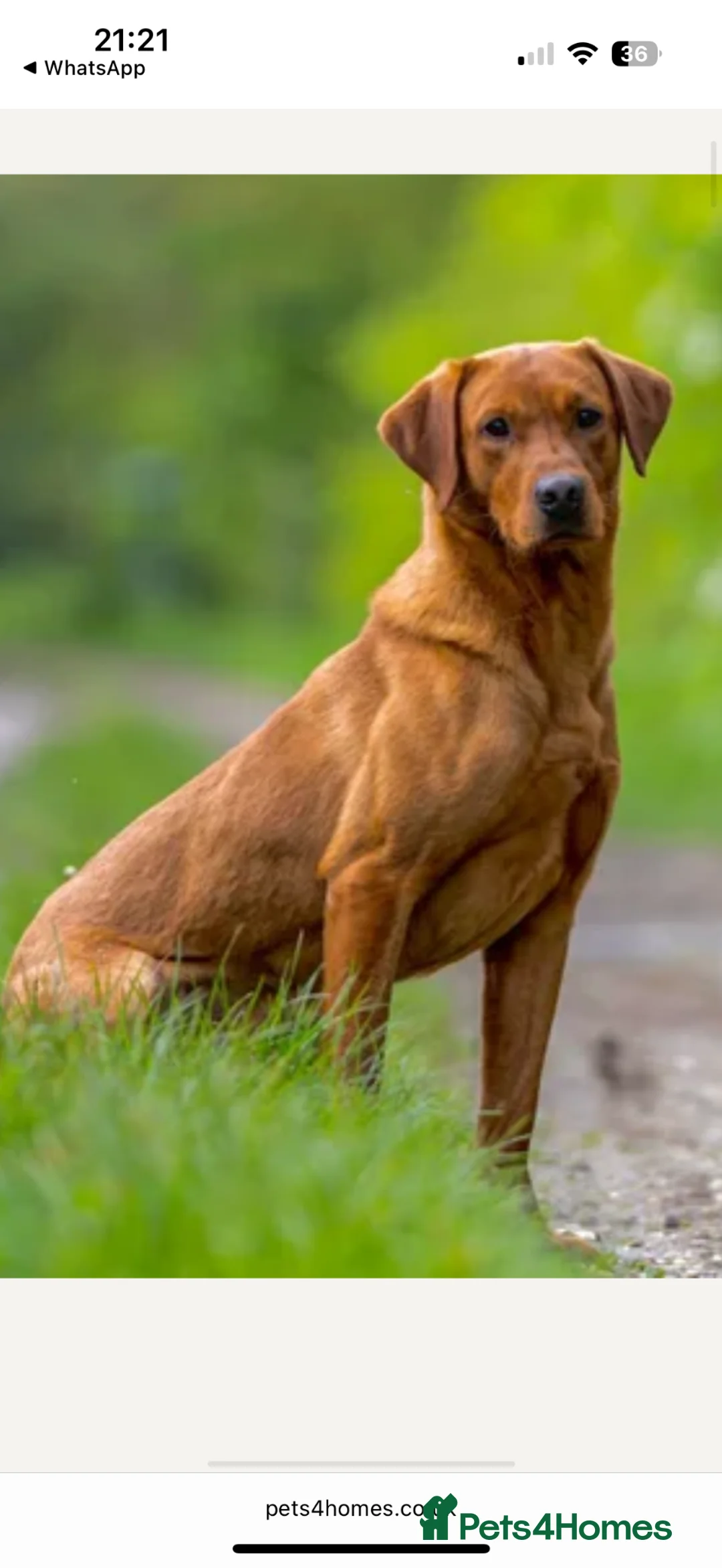 Labrador Retriever dogs for sale: Fox red Labrador  - Advert 26