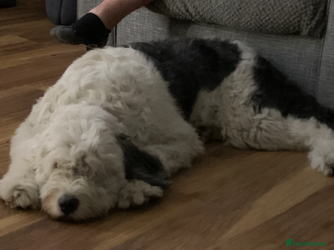 Mixed Breed dogs for sale: Female old english sheep dog x newfoundland - Advert 2