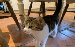 Mixed Breed cats for sale: 3 beautiful tabby kittens  - Image 5