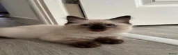 Ragdoll cats for sale: Stunning Purebred Ragdoll Kittens - Advert 10