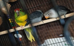 Lovebirds birds for sale: Fischers lovebirds handreared x2 - Image 26
