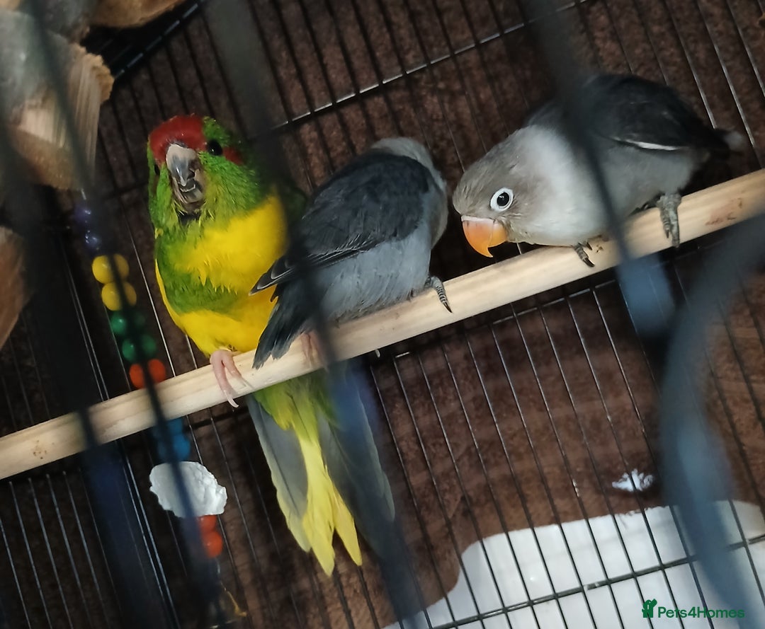 Lovebirds birds for sale: Fischers lovebirds handreared x2 - Image 26