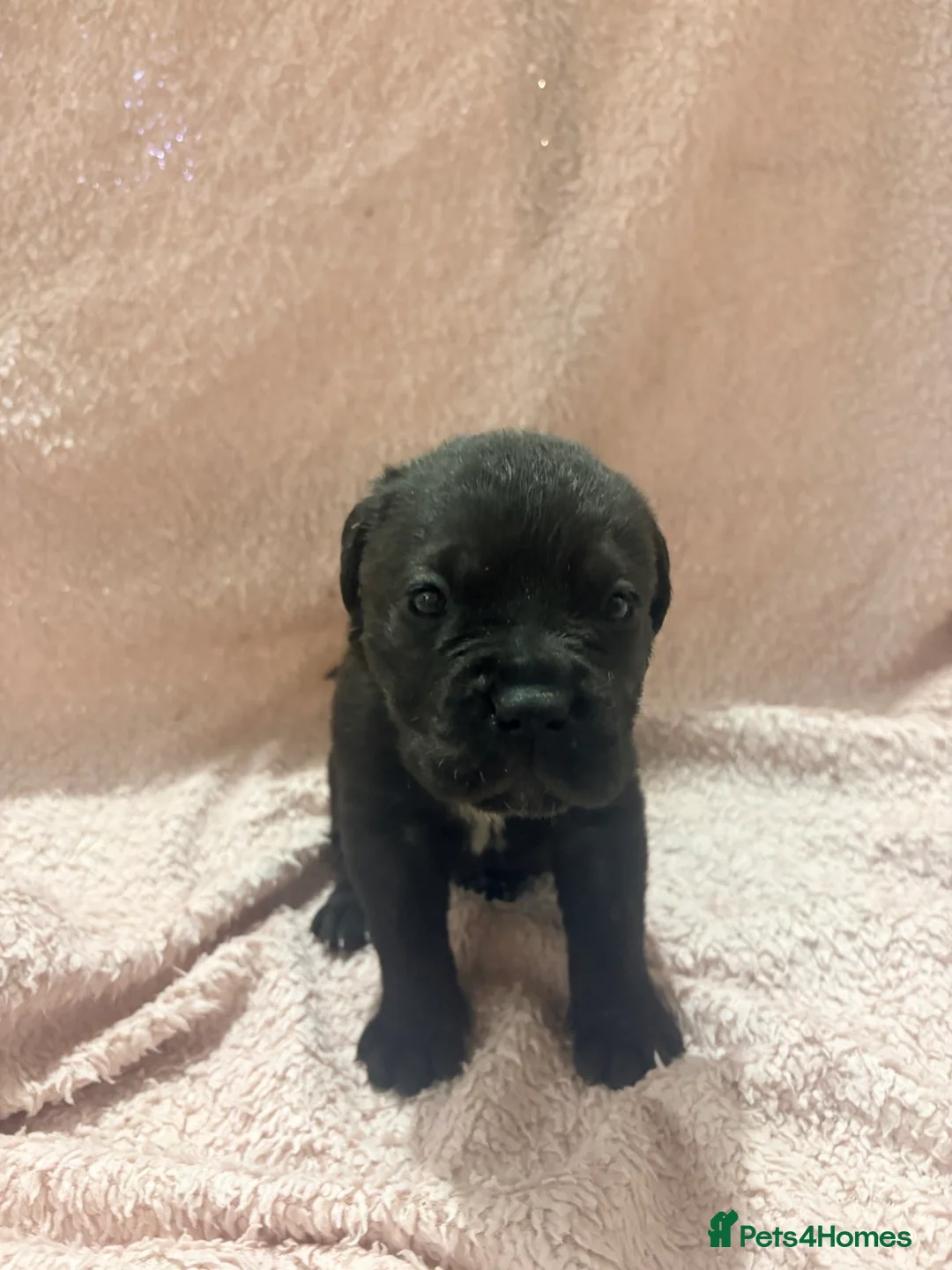 Cane Corso dogs for sale: 🏆 CHAMPION CANE CORSO PUPS 🏆/KC REGISTERED MERLE - Advert 4