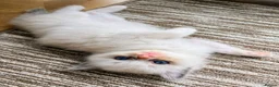 Ragdoll cats for sale: Beautiful Ragdoll kittens! in Fareham - Advert 8