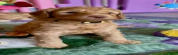 Australian Labradoodle dogs for sale: Fantastic breeding! Canadian & Australian lines - Advert 16