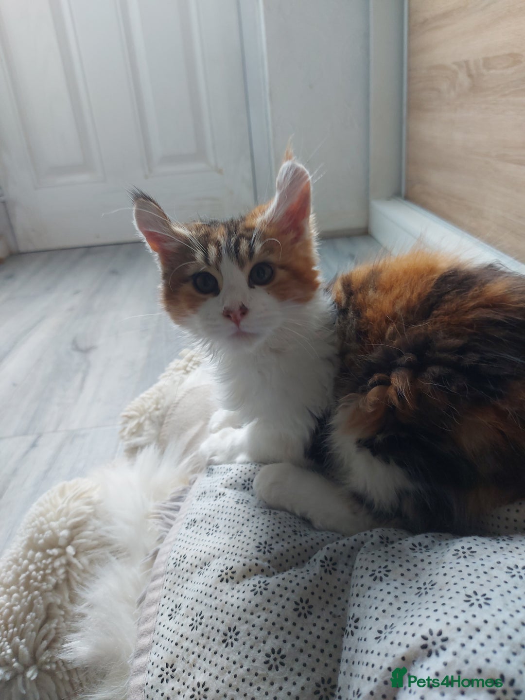 Maine Coon cats for sale: Beautiful XXL Maine-coon kittens 😸 ♥️  - Image 31