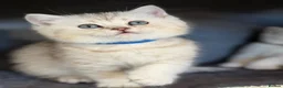 British Shorthair cats for sale: British sh kittens Golden point TICA - Advert 6