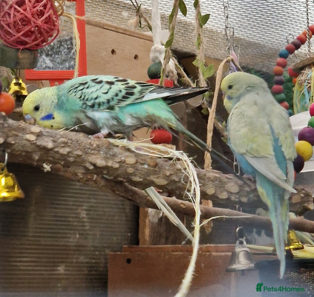 Budgerigars birds for sale: Baby budgies for sale from 15th Dec  - Advert 7