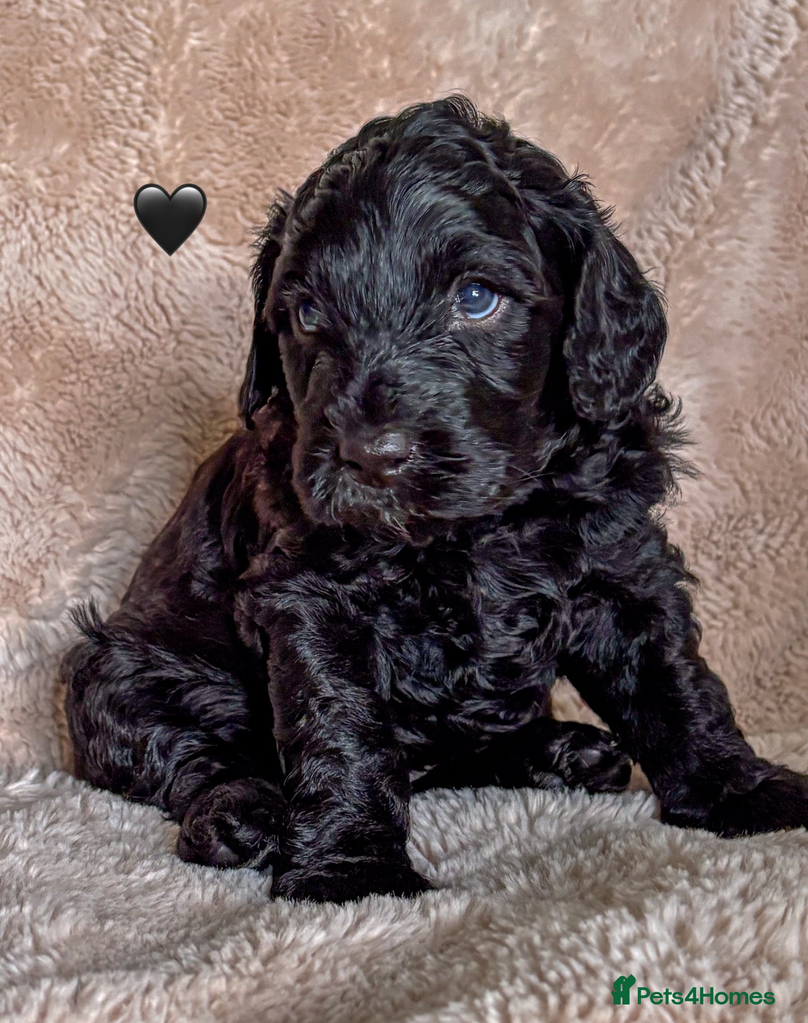 Labradoodle dogs for sale: Beautiful Australian Labradoodle Pups - Advert 3