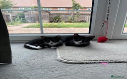 Domestic Shorthair cats for sale: Two adorable brothers looking for a loving home - Image 5