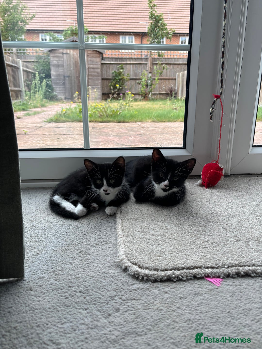 Domestic Shorthair cats for sale: Two adorable brothers looking for a loving home - Image 5