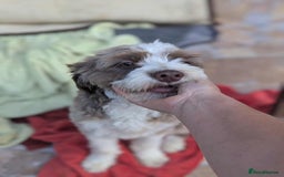 Mixed Breed dogs for adoption: August is looking for a home - Image 12