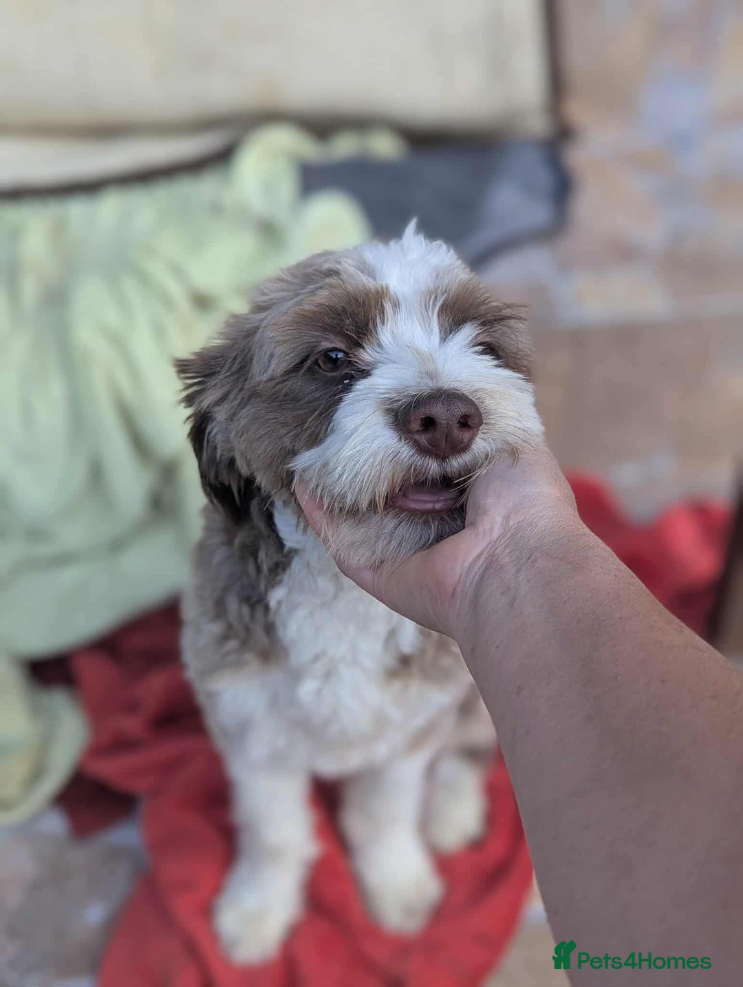 Mixed Breed dogs for adoption: August is looking for a home - Image 12