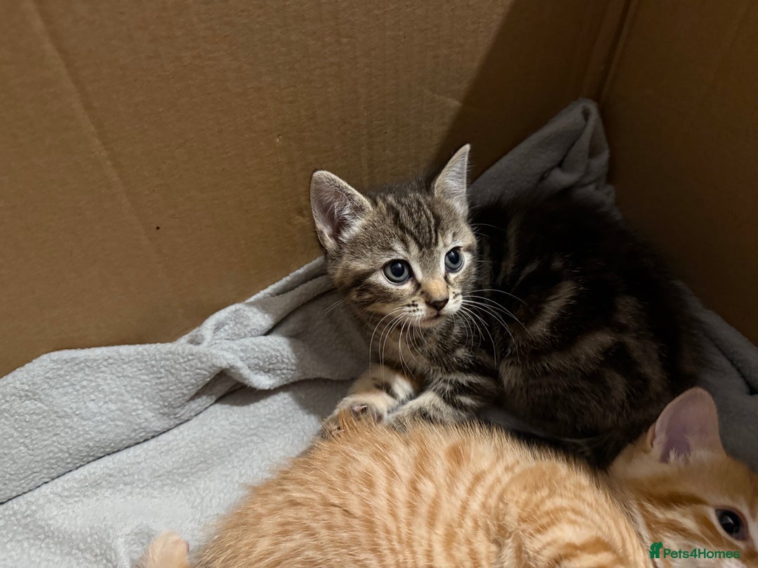 British Shorthair cats for sale: Gorgeous kittens  - Advert 26