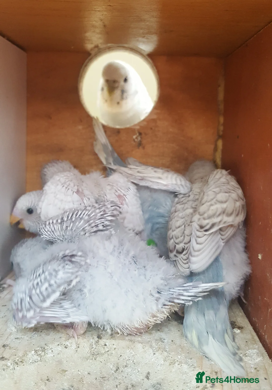 Budgerigars birds for sale: !!! YOUNG BUDGIES READY FOR REHOMING!!! - Advert 7