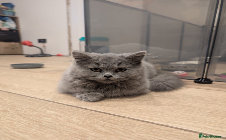 British Shorthair cats for sale - Advert 3