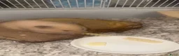 Hamster rodents for sale: syrian female hamster  - Advert 7